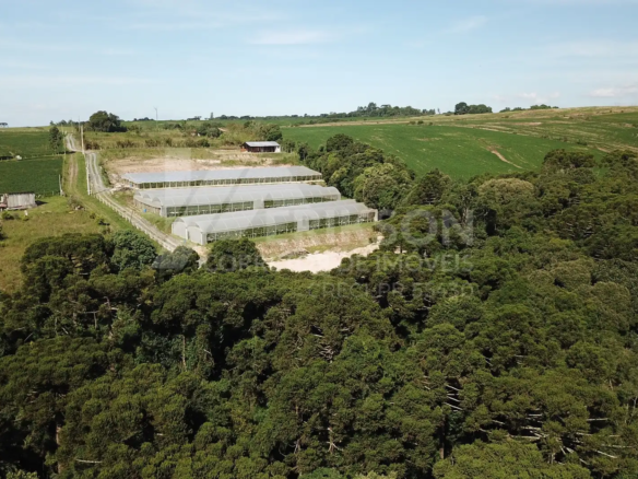 Chácara à venda na Lapa com estufa de morango de 3.000 m² e renda mensal